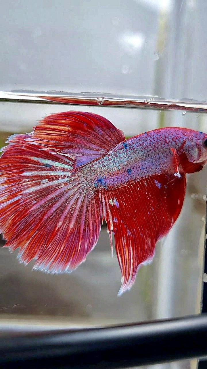 HALFMOON RED PURPLE FANCY GALAXY BETTA FISH