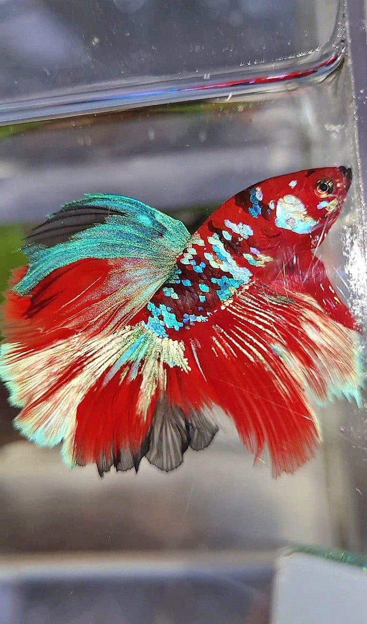 HALFMOON ROSETAIL BARONGSAR RED WHITE GALAXY MULTICOLOR BETTA FISH