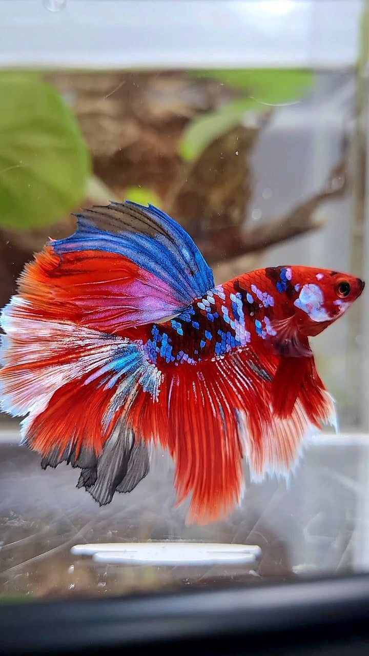 HALFMOON ROSETAIL BARONGSAR RED WHITE GALAXY MULTICOLOR BETTA FISH