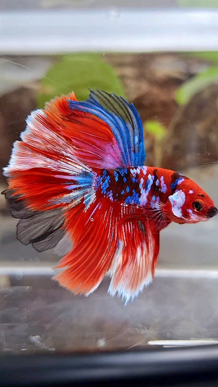 HALFMOON ROSETAIL BARONGSAR RED WHITE GALAXY MULTICOLOR BETTA FISH