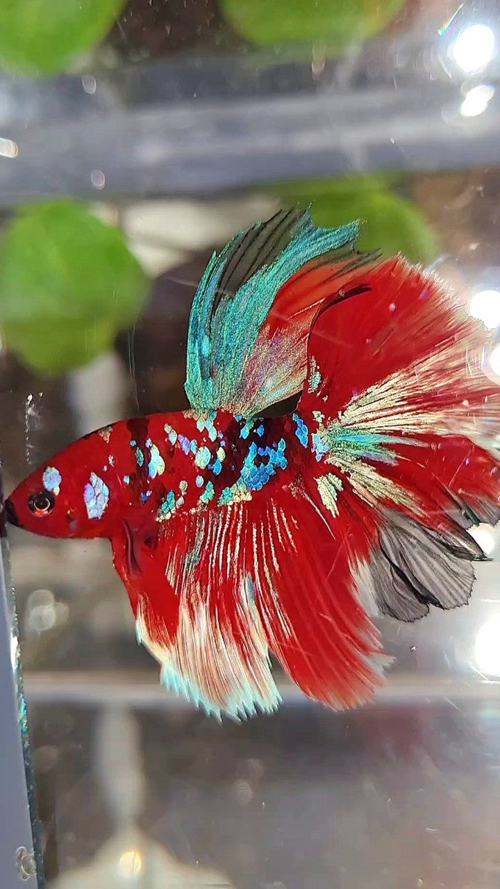 HALFMOON ROSETAIL BARONGSAR RED WHITE GALAXY MULTICOLOR BETTA FISH