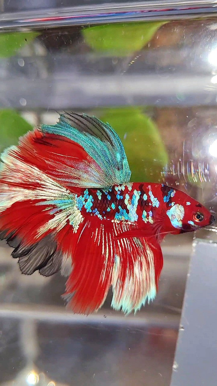 HALFMOON ROSETAIL BARONGSAR RED WHITE GALAXY MULTICOLOR BETTA FISH