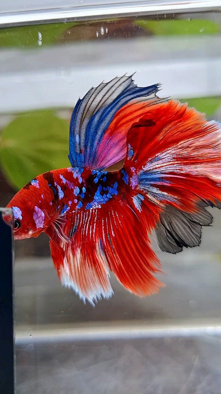 HALFMOON ROSETAIL BARONGSAR RED WHITE GALAXY MULTICOLOR BETTA FISH