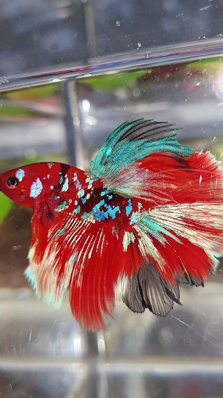 HALFMOON ROSETAIL BARONGSAR RED WHITE GALAXY MULTICOLOR BETTA FISH