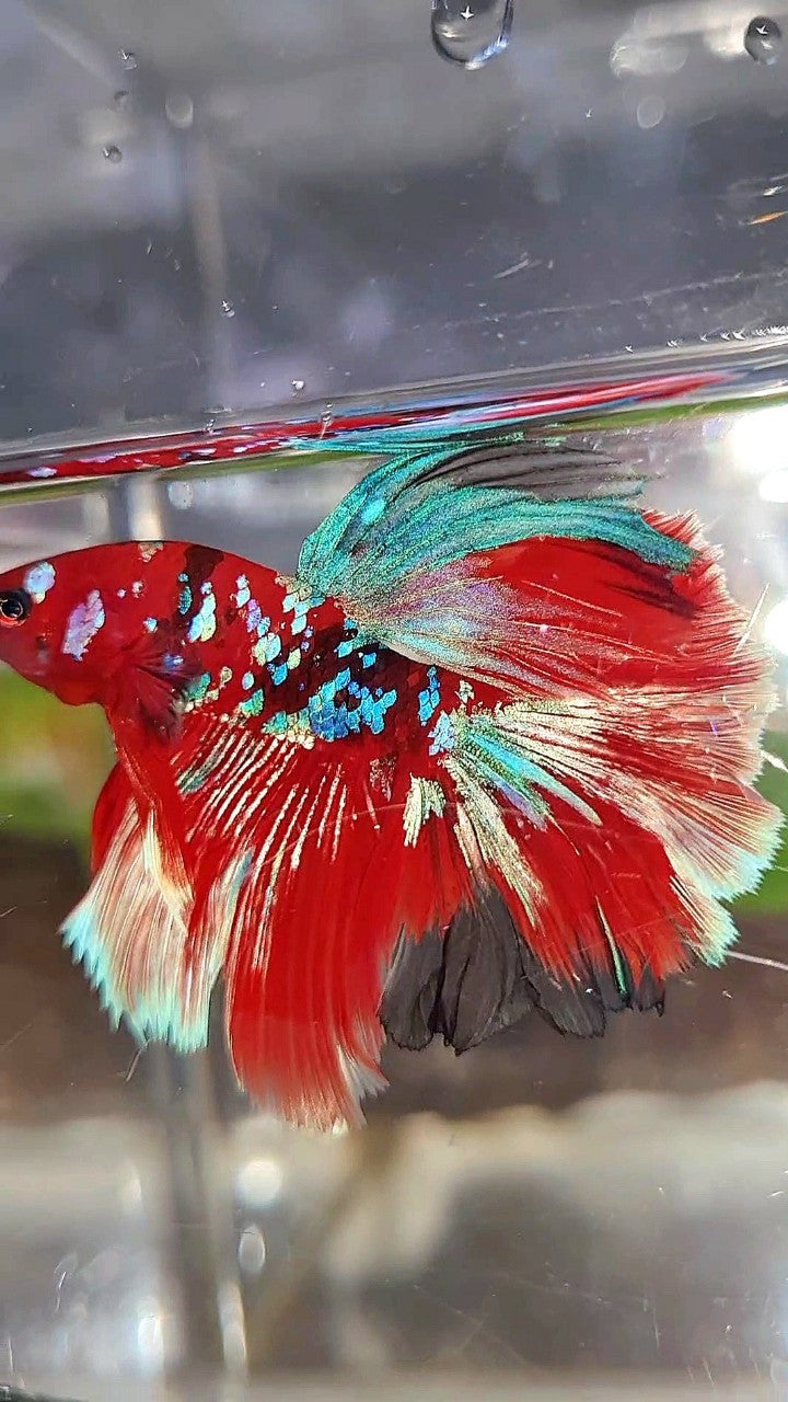 HALFMOON ROSETAIL BARONGSAR RED WHITE GALAXY MULTICOLOR BETTA FISH