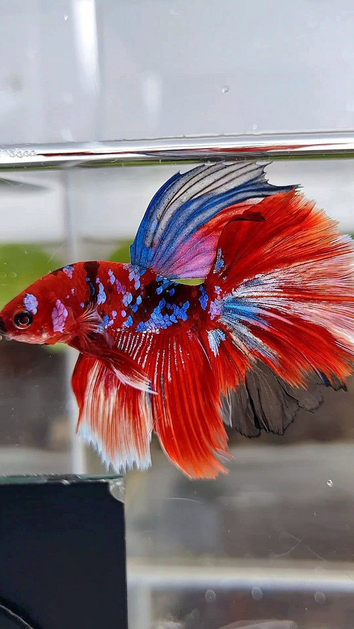 HALFMOON ROSETAIL BARONGSAR RED WHITE GALAXY MULTICOLOR BETTA FISH