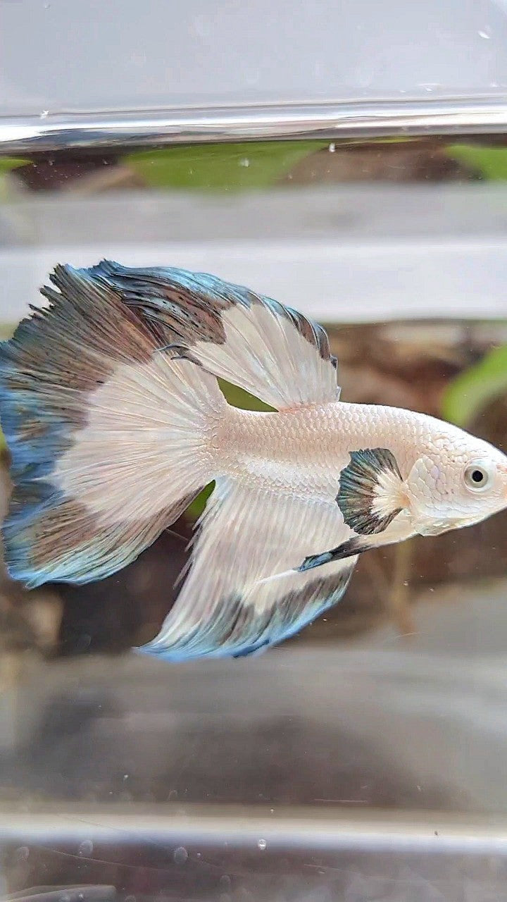 HALFMOON COPPER RIM BETTA FISH