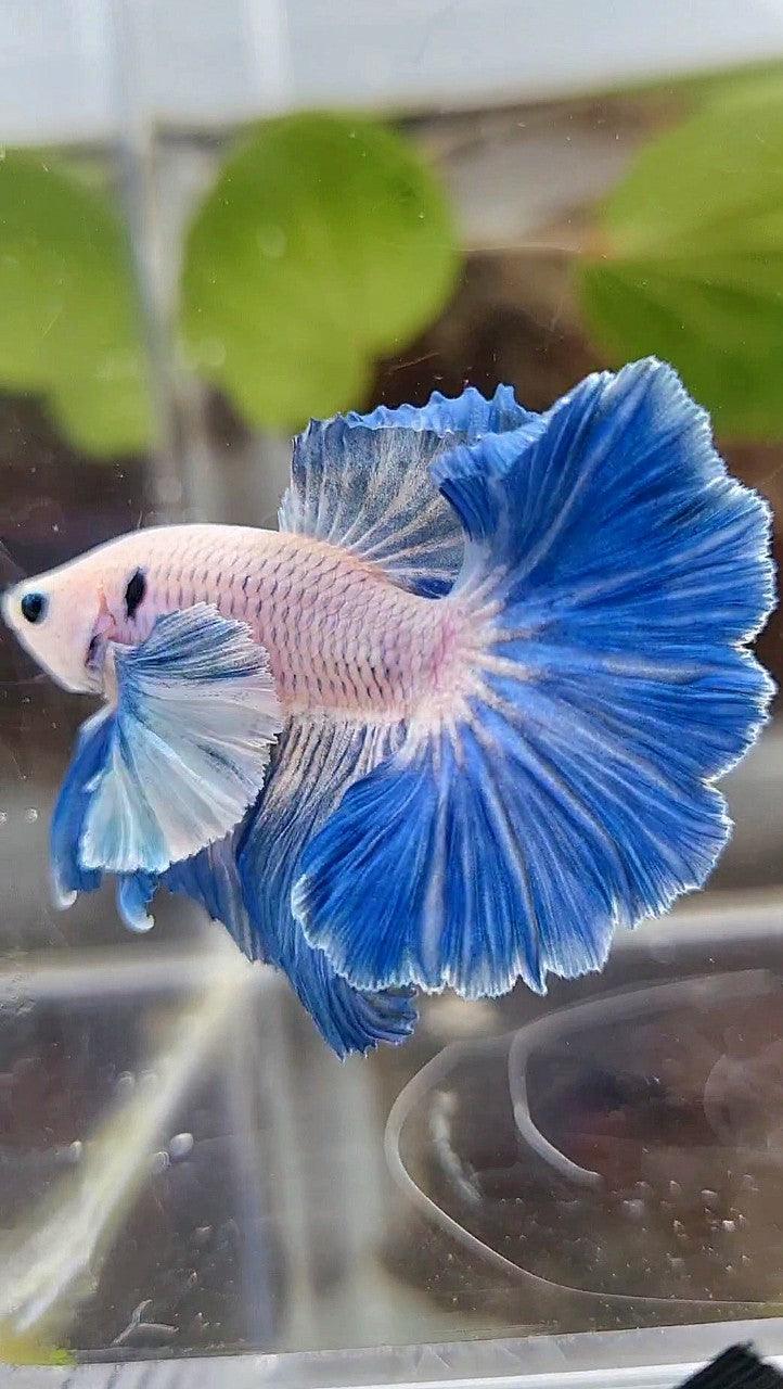 HALFMOON ROSETAIL SUPER DUMBO COLORED EAR BLUE GRIZZLE BETTA FISH