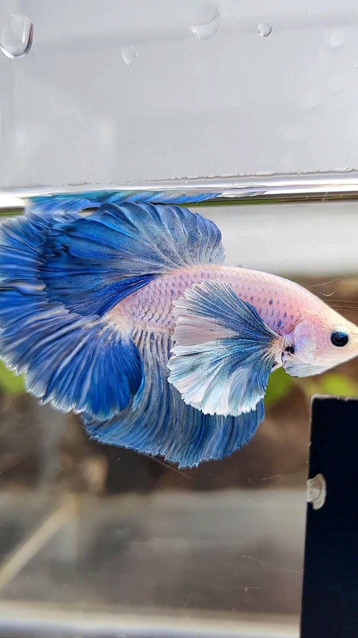 HALFMOON ROSETAIL SUPER DUMBO COLORED EAR BLUE GRIZZLE BETTA FISH