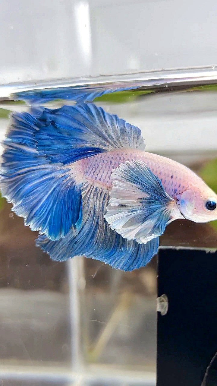 HALFMOON ROSETAIL SUPER DUMBO COLORED EAR BLUE GRIZZLE BETTA FISH