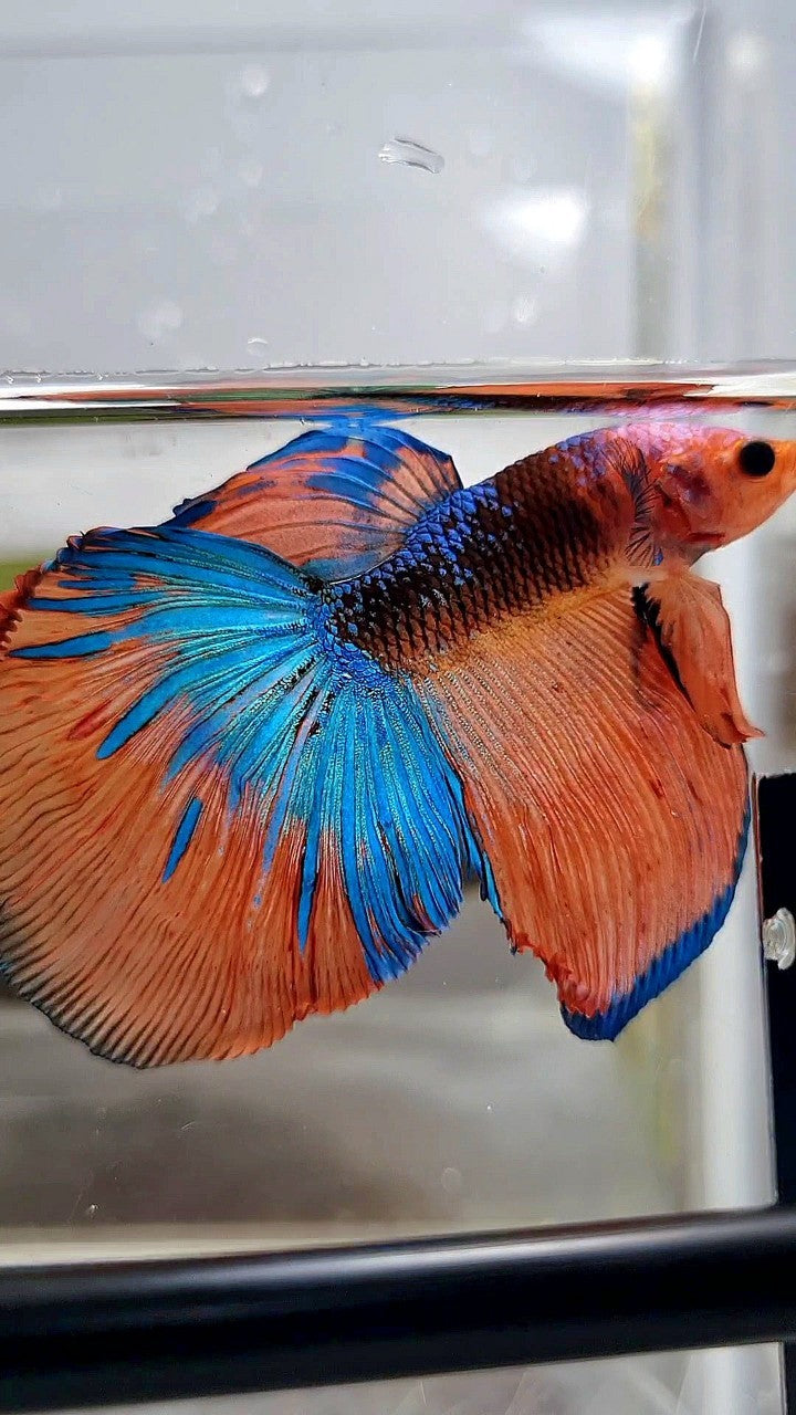 HALFMOON ROSETAIL ORANGE BLACK KOI MULTICOLOR BETTA FISH
