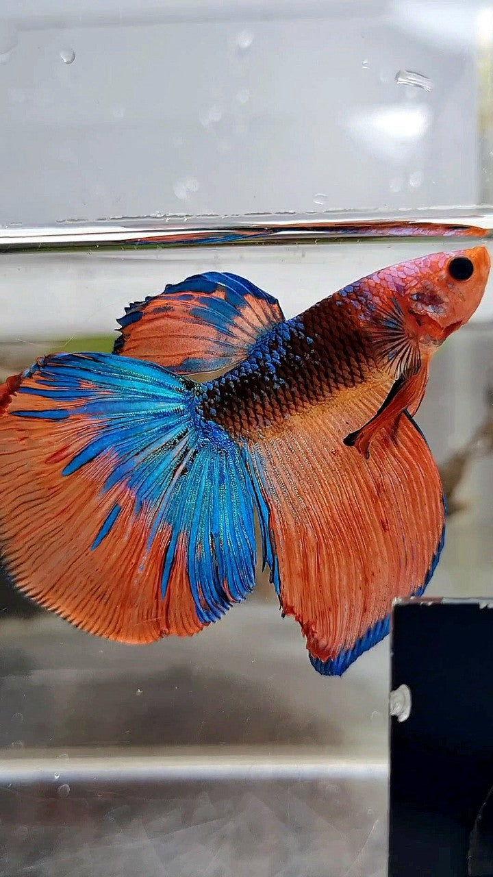 HALFMOON ROSETAIL ORANGE BLACK KOI MULTICOLOR BETTA FISH