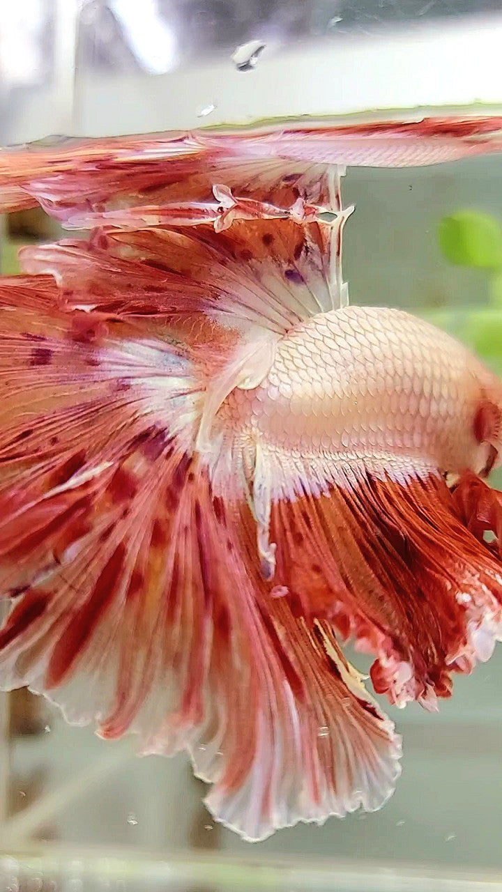 XL HALFMOON CURLY ROSETAIL SUPER VANDA ARMAGEDDON PREMIUM BETTA FISH