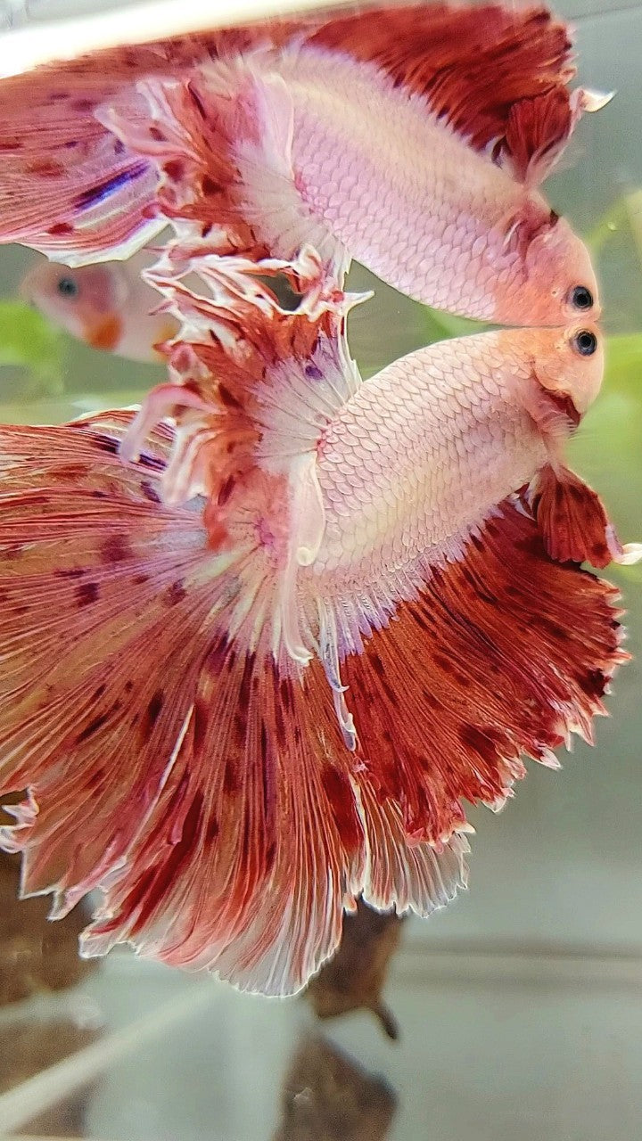 XL HALFMOON CURLY ROSETAIL SUPER VANDA ARMAGEDDON PREMIUM BETTA FISH