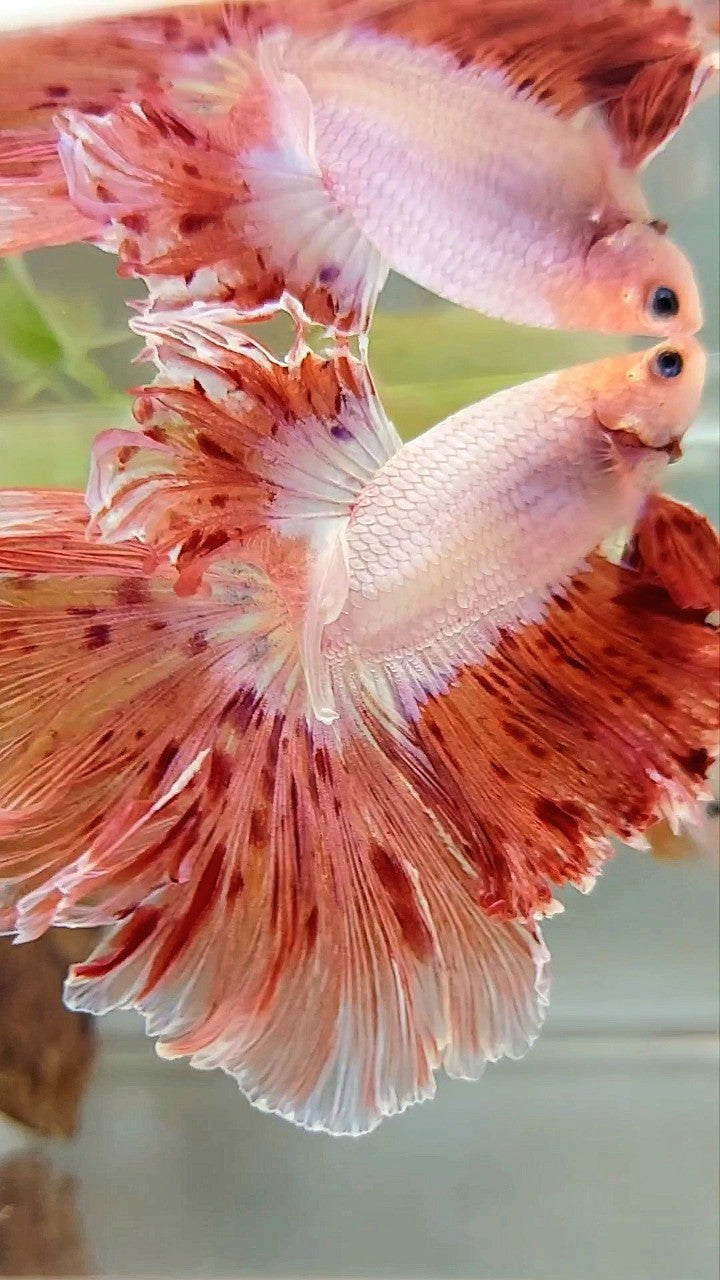 XL HALFMOON CURLY ROSETAIL SUPER VANDA ARMAGEDDON PREMIUM BETTA FISH