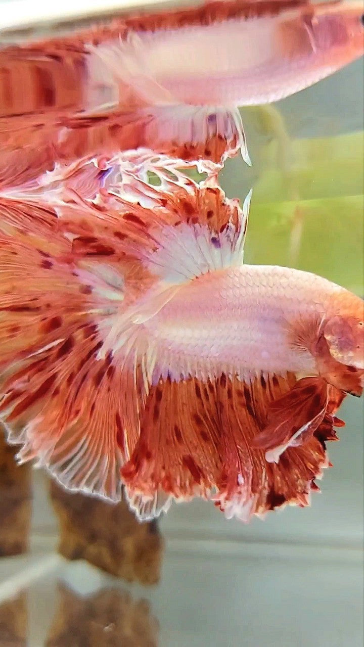 XL HALFMOON CURLY ROSETAIL SUPER VANDA ARMAGEDDON PREMIUM BETTA FISH