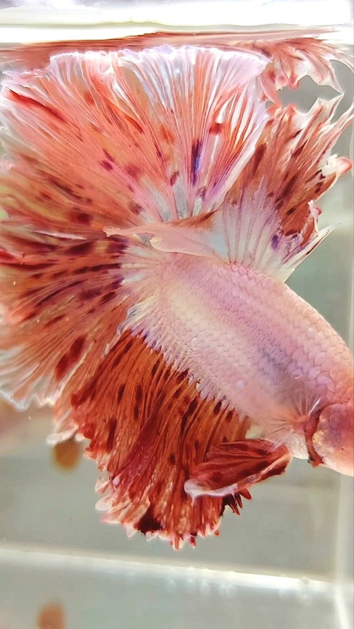 XL HALFMOON CURLY ROSETAIL SUPER VANDA ARMAGEDDON PREMIUM BETTA FISH
