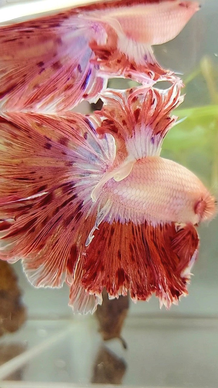 XL HALFMOON CURLY ROSETAIL SUPER VANDA ARMAGEDDON PREMIUM BETTA FISH
