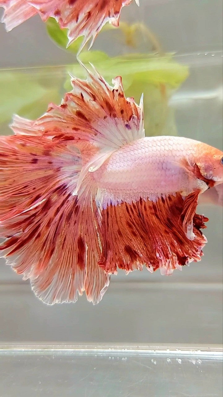XL HALFMOON CURLY ROSETAIL SUPER VANDA ARMAGEDDON PREMIUM BETTA FISH