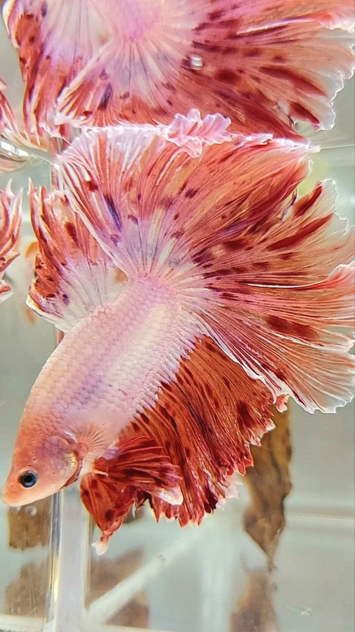 XL HALFMOON CURLY ROSETAIL SUPER VANDA ARMAGEDDON PREMIUM BETTA FISH