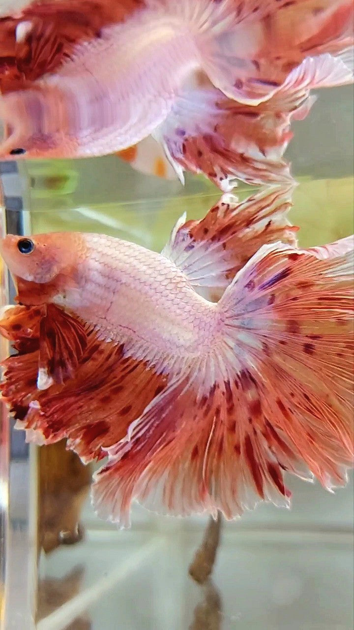 XL HALFMOON CURLY ROSETAIL SUPER VANDA ARMAGEDDON PREMIUM BETTA FISH