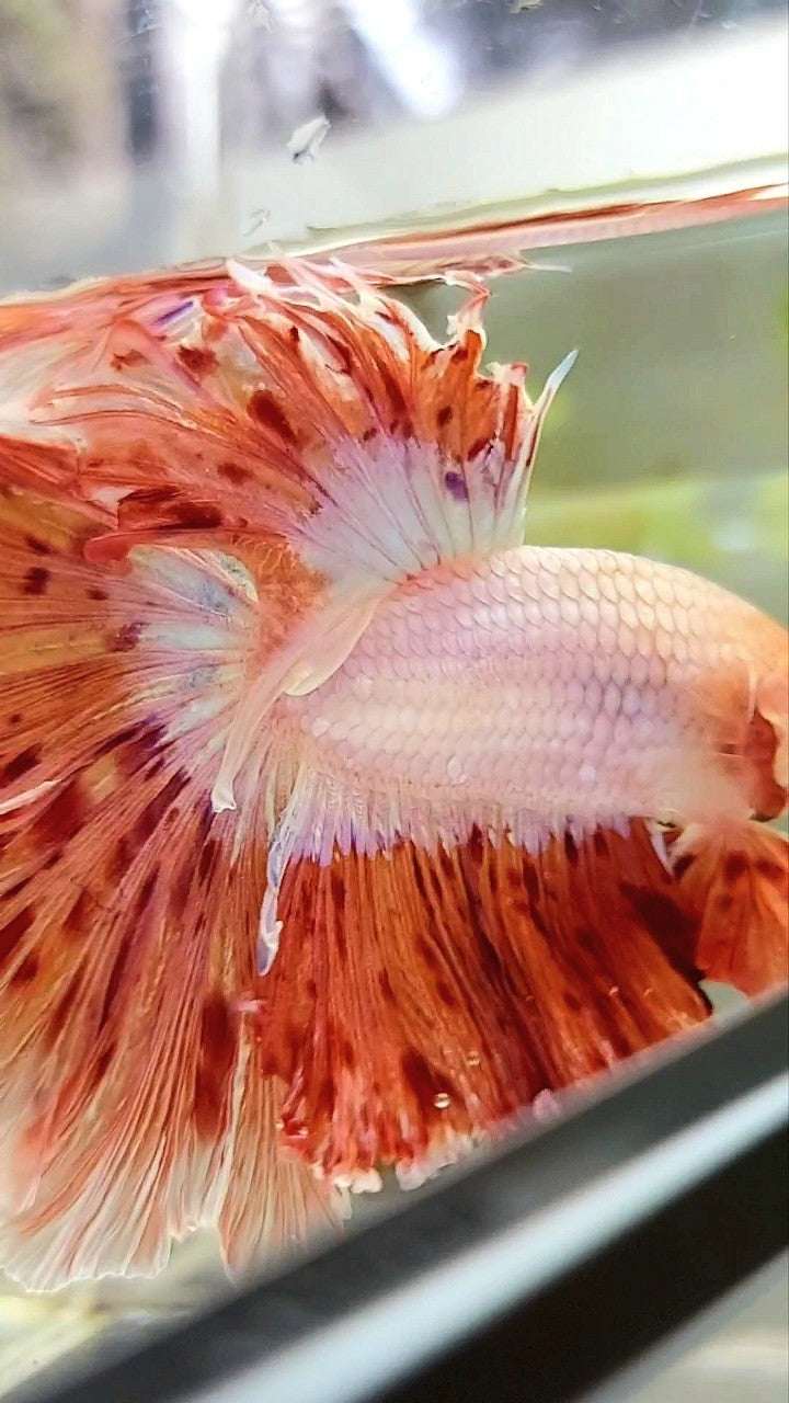 XL HALFMOON CURLY ROSETAIL SUPER VANDA ARMAGEDDON PREMIUM BETTA FISH