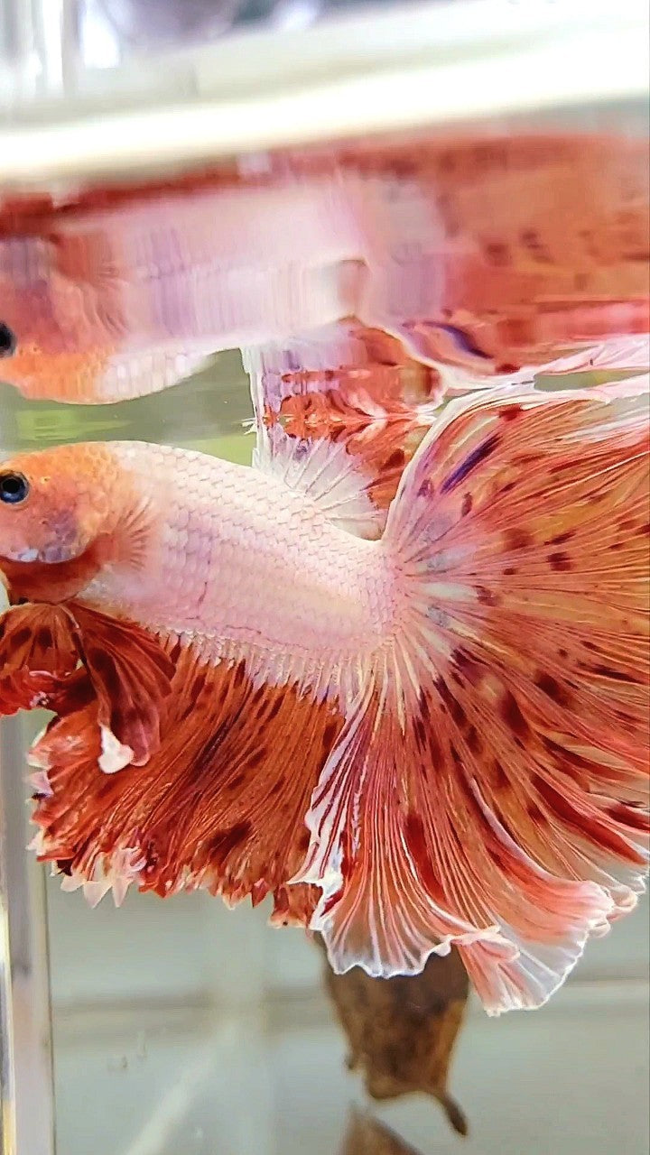 XL HALFMOON CURLY ROSETAIL SUPER VANDA ARMAGEDDON PREMIUM BETTA FISH