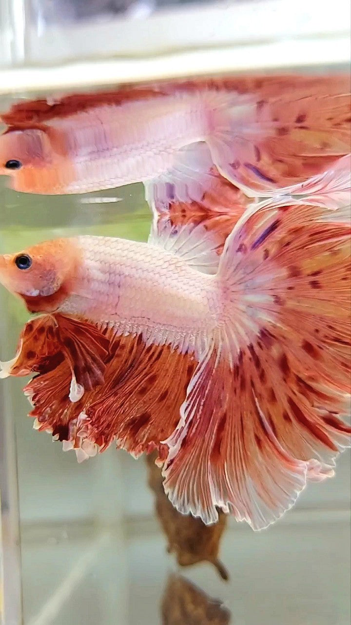 XL HALFMOON CURLY ROSETAIL SUPER VANDA ARMAGEDDON PREMIUM BETTA FISH