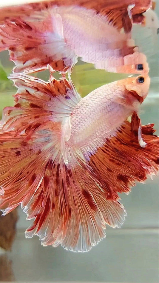 XL HALFMOON CURLY ROSETAIL SUPER VANDA ARMAGEDDON PREMIUM BETTA FISH