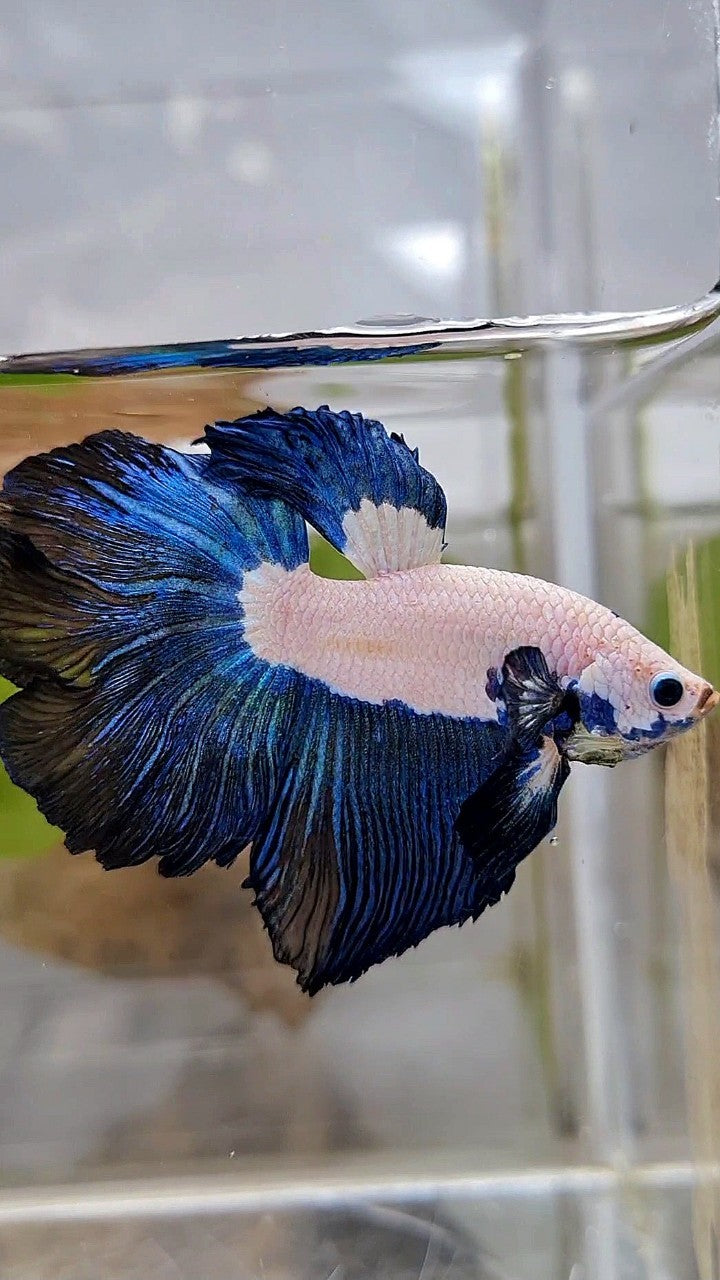HALFMOON ROSETAIL DARK BLUE RIM BICOLOR BETTA FISH