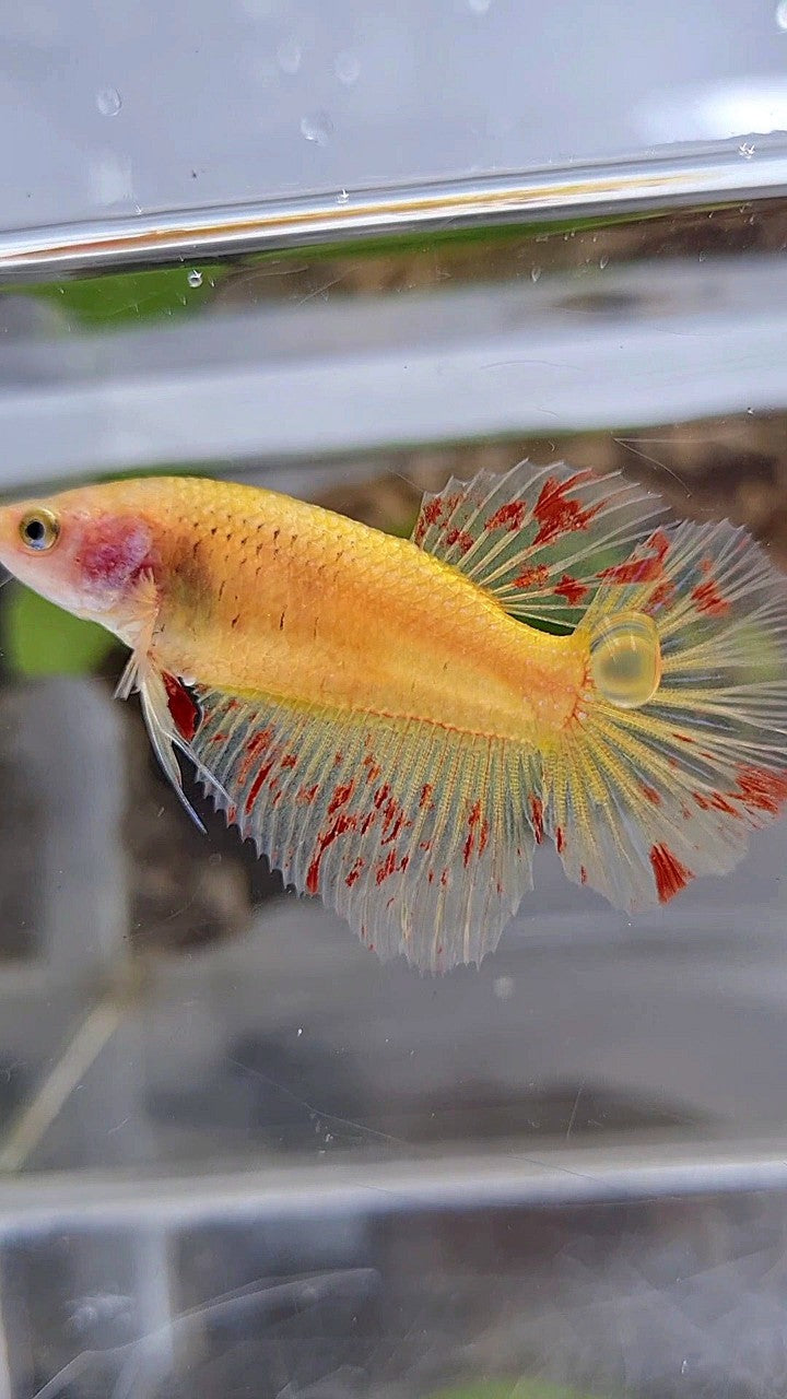FEMALE HALFMOON SUPER VANDA YELLOW BETTA FISH