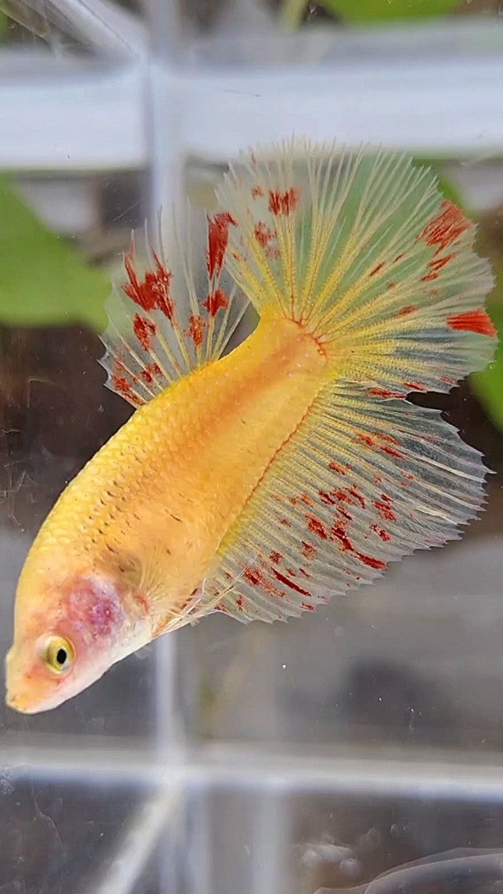 FEMALE HALFMOON SUPER VANDA YELLOW BETTA FISH
