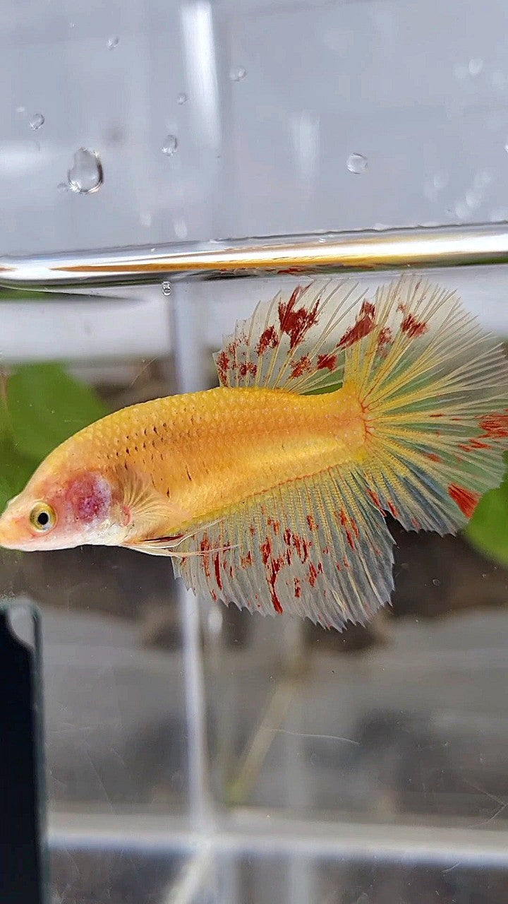 FEMALE HALFMOON SUPER VANDA YELLOW BETTA FISH