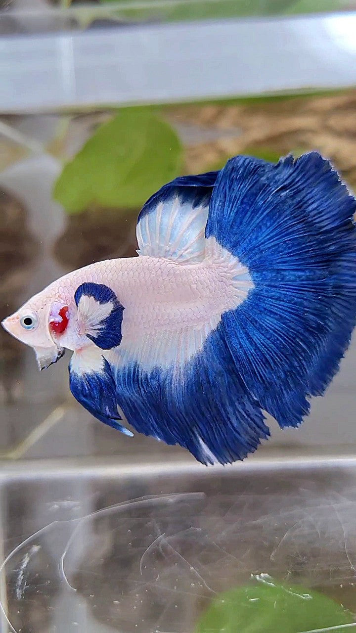 LUXURY HALFMOON BIG EAR ROSETAIL BLUE RIM BICOLOR BETTA FISH