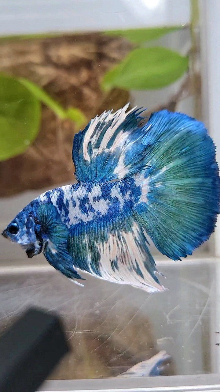 HALFMOON SUPER DOTS BLUE MARBLE BETTA FISH