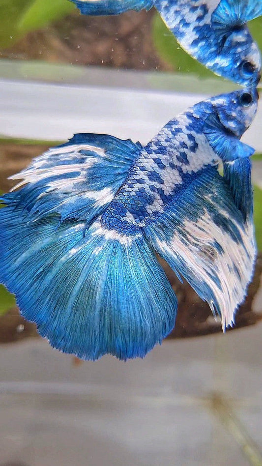 HALFMOON SUPER DOTS BLUE MARBLE BETTA FISH