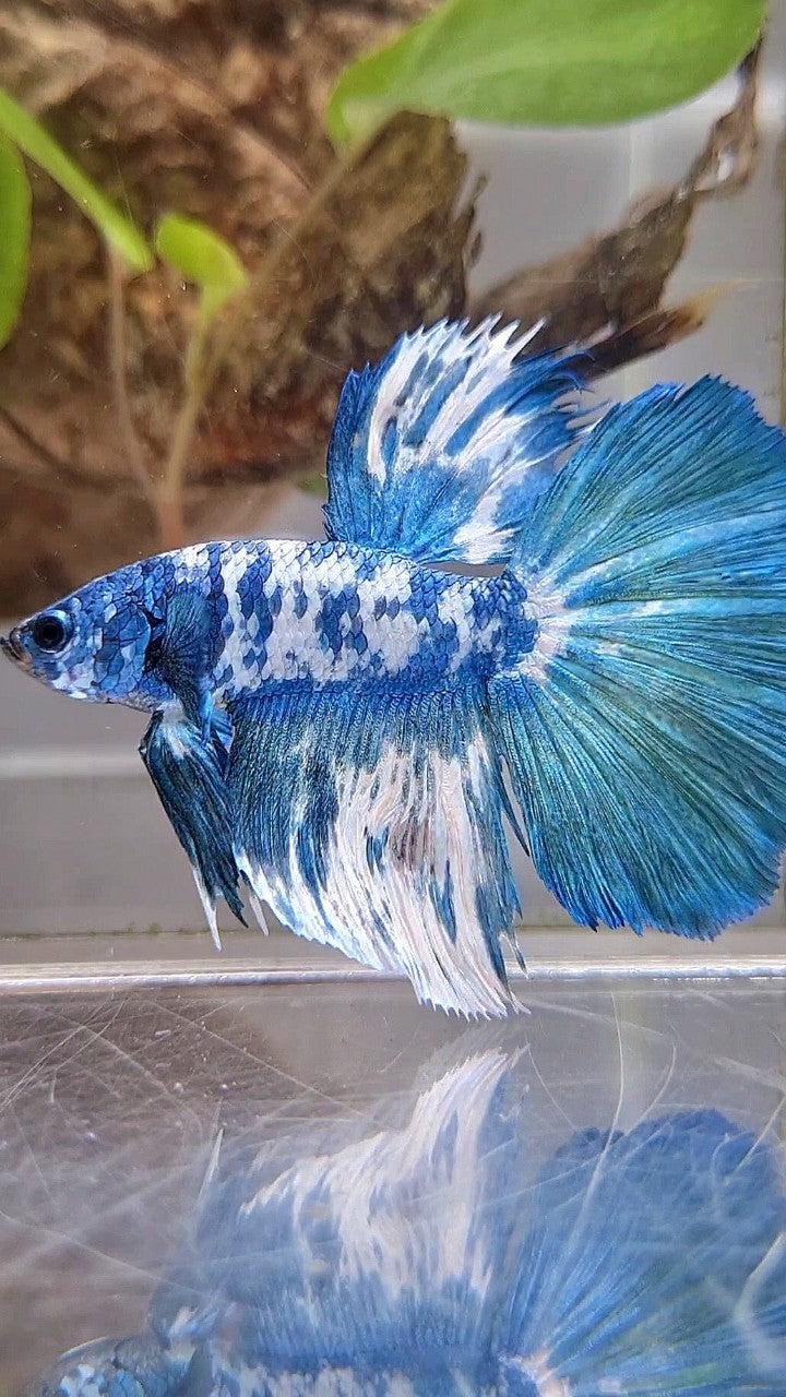 HALFMOON SUPER DOTS BLUE MARBLE BETTA FISH
