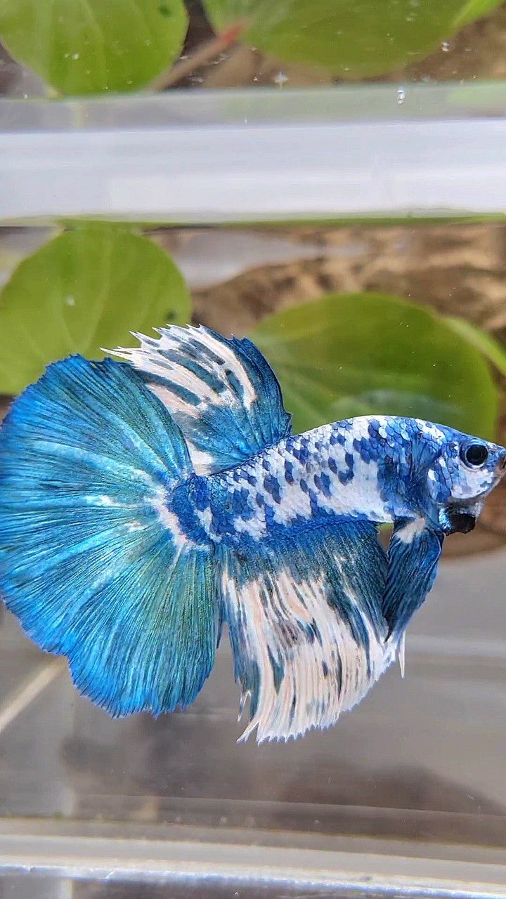 HALFMOON SUPER DOTS BLUE MARBLE BETTA FISH