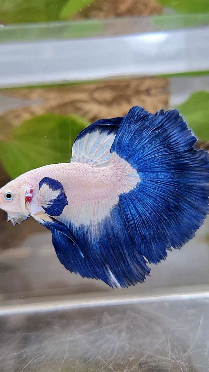 LUXURY HALFMOON BIG EAR ROSETAIL BLUE RIM BICOLOR BETTA FISH