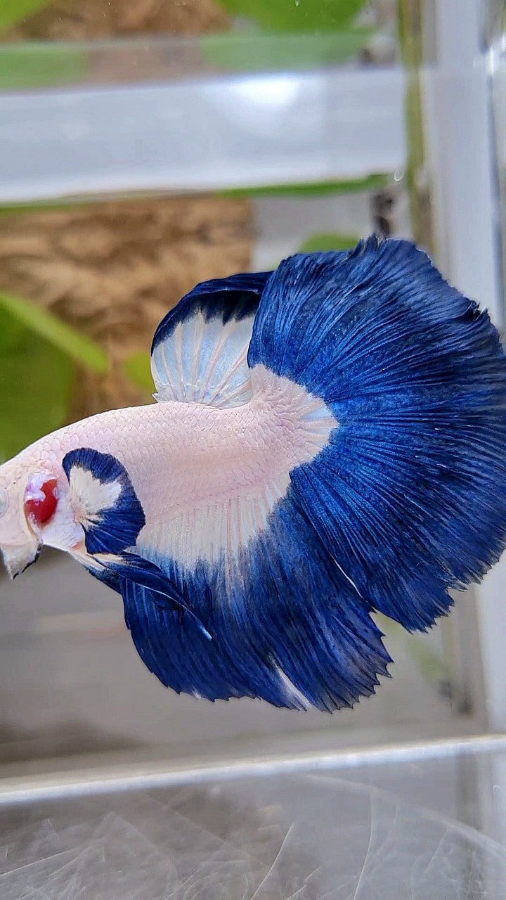 LUXURY HALFMOON BIG EAR ROSETAIL BLUE RIM BICOLOR BETTA FISH