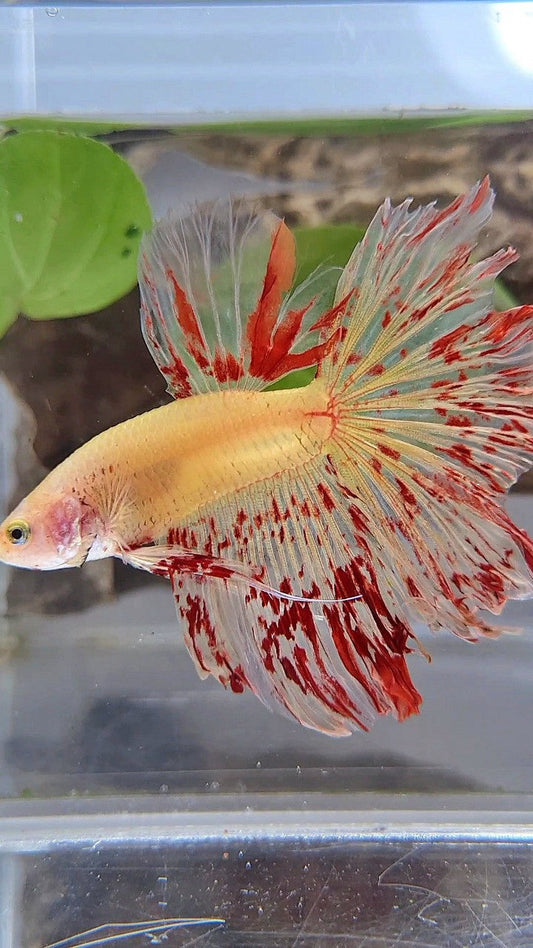 HALFMOON ROSETAIL SUPER VANDA YELLOW BETTA FISH