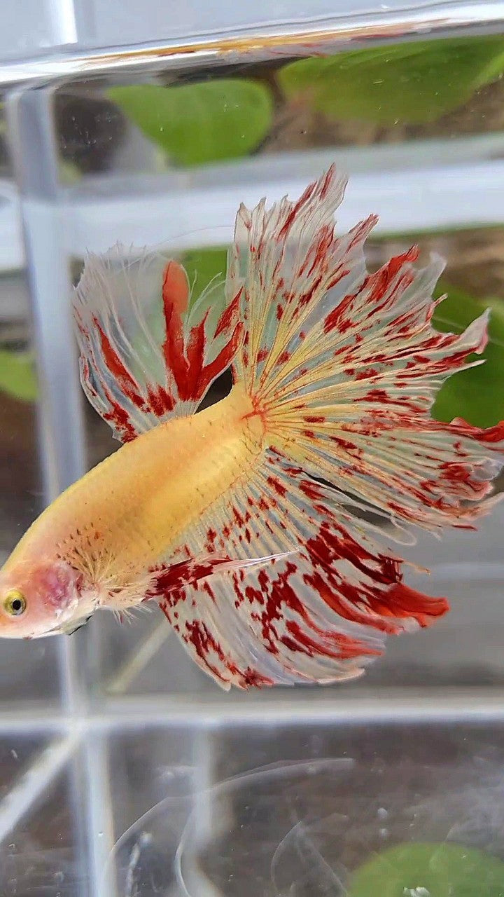HALFMOON ROSETAIL SUPER VANDA YELLOW BETTA FISH