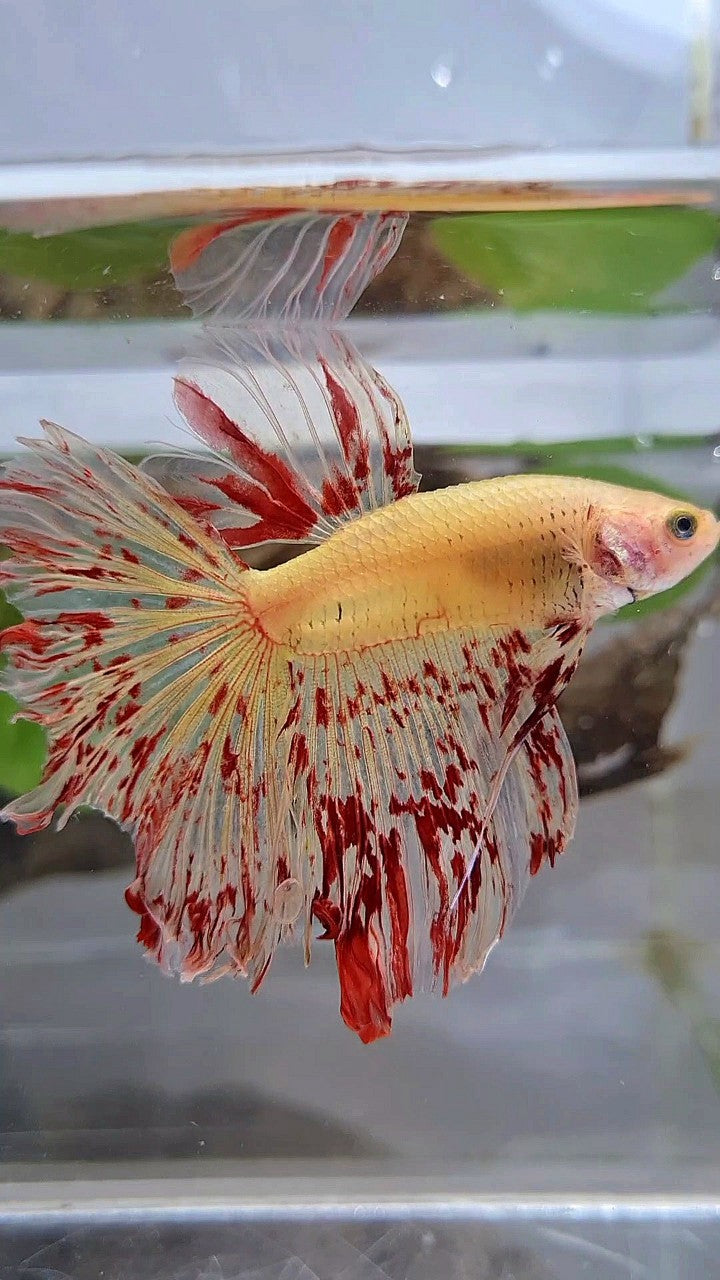 HALFMOON ROSETAIL SUPER VANDA YELLOW BETTA FISH
