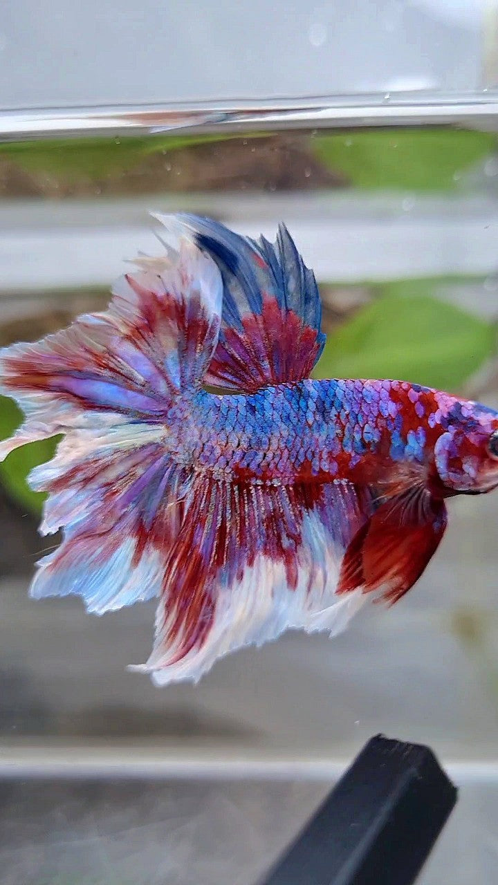 HALFMOON ROSETAIL RED WHITE GALAXY BARONGSAI RAINBOW BETTA FISH