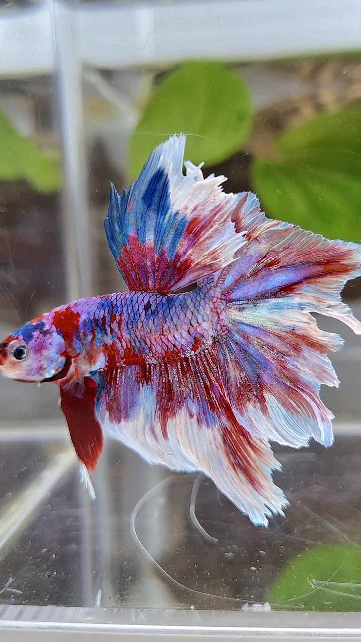 HALFMOON ROSETAIL RED WHITE GALAXY BARONGSAI RAINBOW BETTA FISH