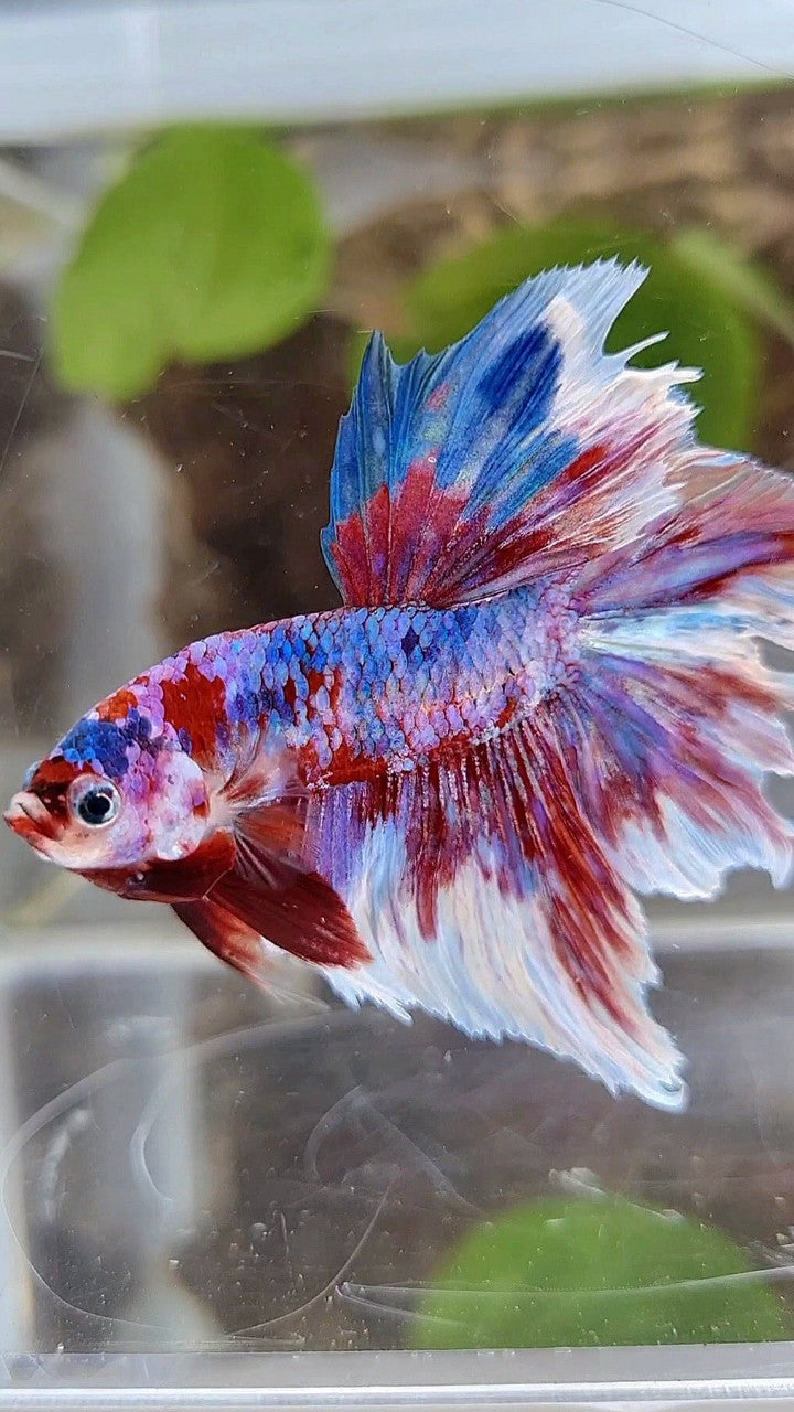 HALFMOON ROSETAIL RED WHITE GALAXY BARONGSAI RAINBOW BETTA FISH