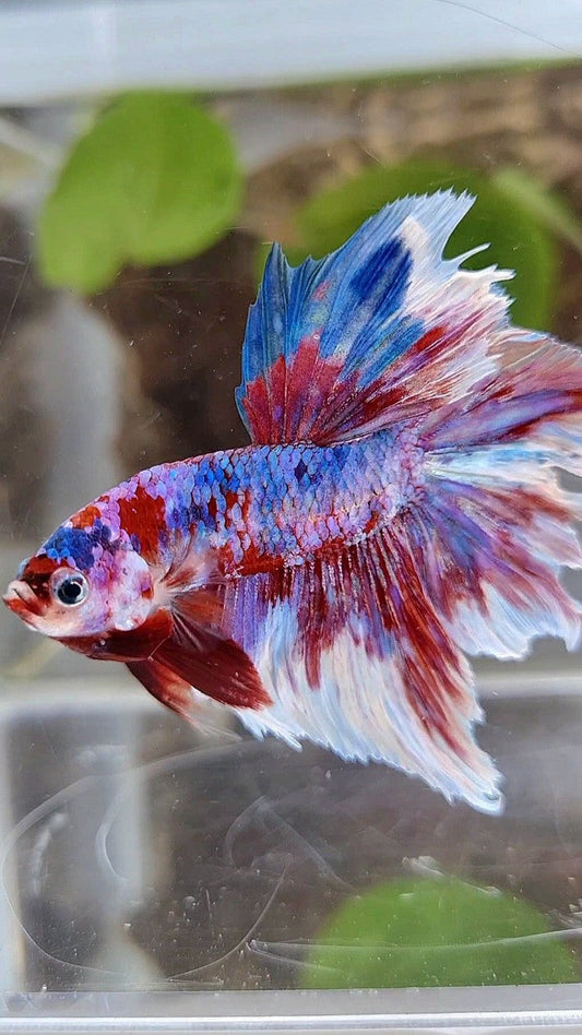 HALFMOON ROSETAIL RED WHITE GALAXY BARONGSAI RAINBOW BETTA FISH