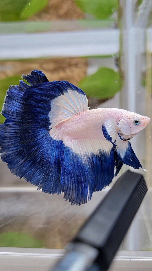 LUXURY HALFMOON BIG EAR ROSETAIL BLUE RIM BICOLOR BETTA FISH