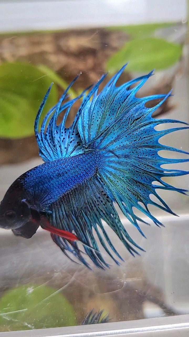 KING CROWNTAIL GREEN BLUE TURQUOISE BETTA FISH