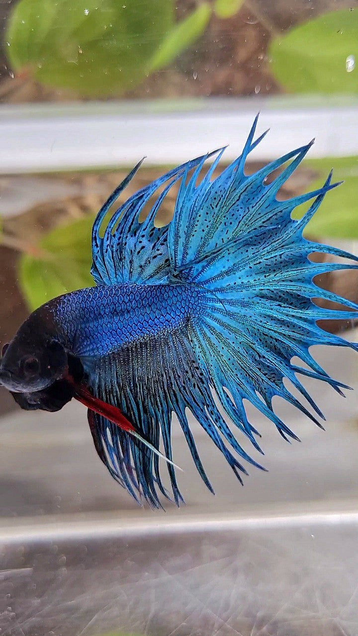 KING CROWNTAIL GREEN BLUE TURQUOISE BETTA FISH